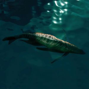 SF-fauna-Pack Sharkwhale.jpg