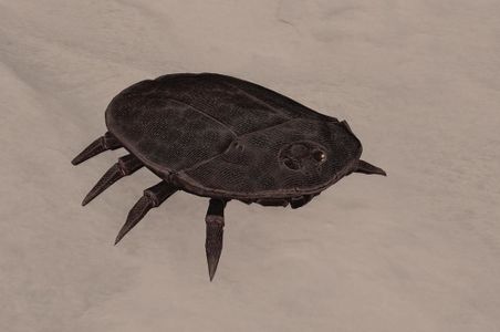SF-creature-Beetle Scavenger.jpg